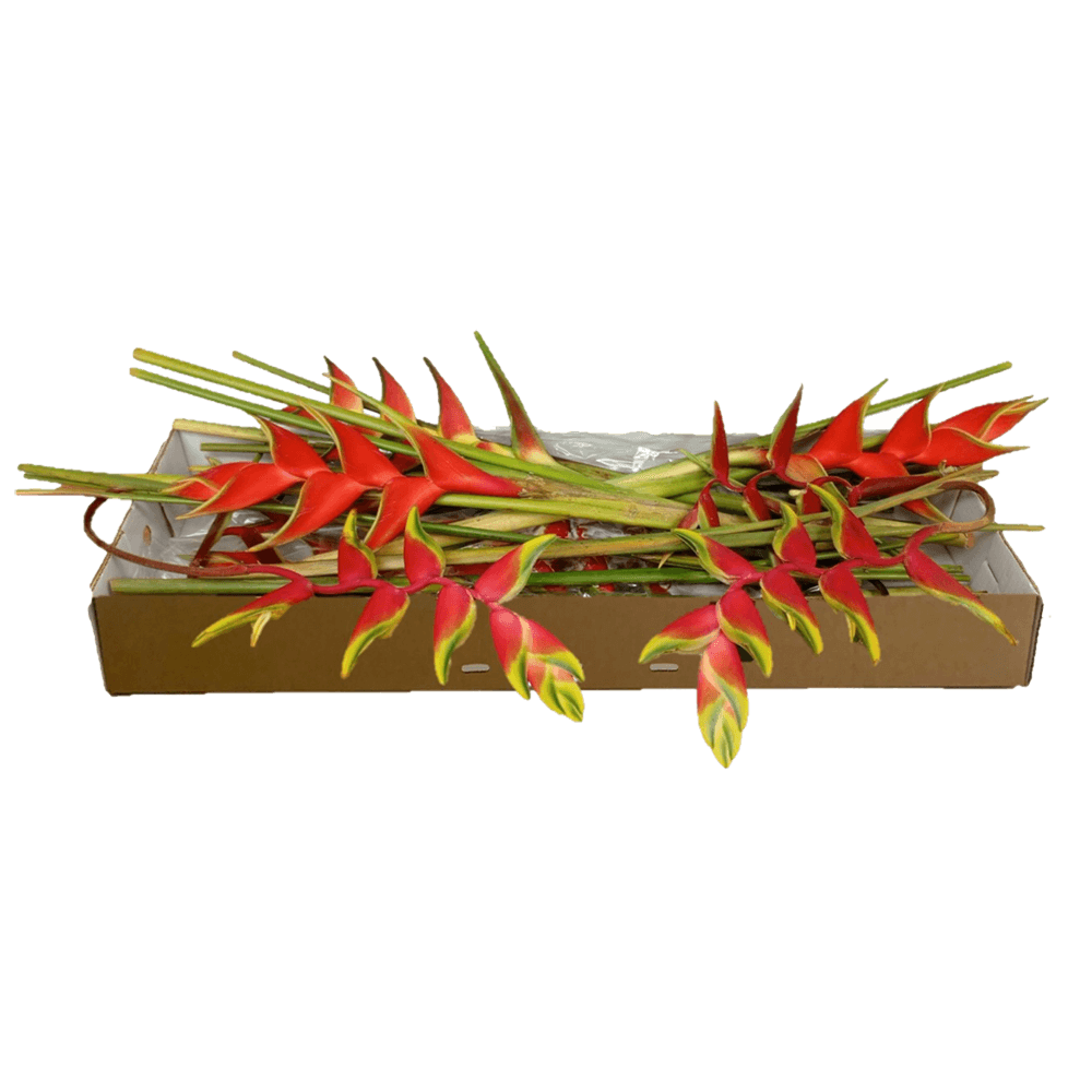 Heliconia Mix Recipe 15 Stems Vibrant Fresh Flowers Bouquet