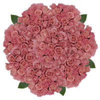 (HB) Rose Sht Hermosa 250 Stems 10 Bunches For Delivery to Fountain_Hills, Arizona