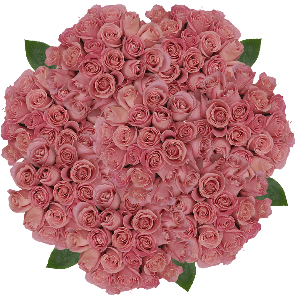 Hermosa Roses Antique Light Pink Fresh Cut Flower Delivery
