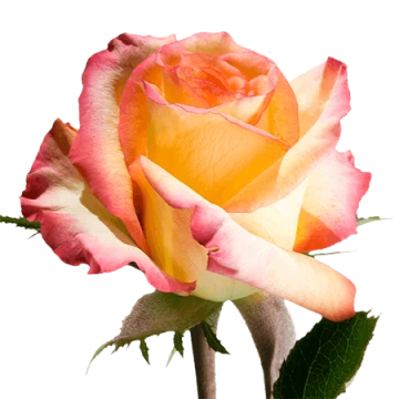 2-Bi-Color