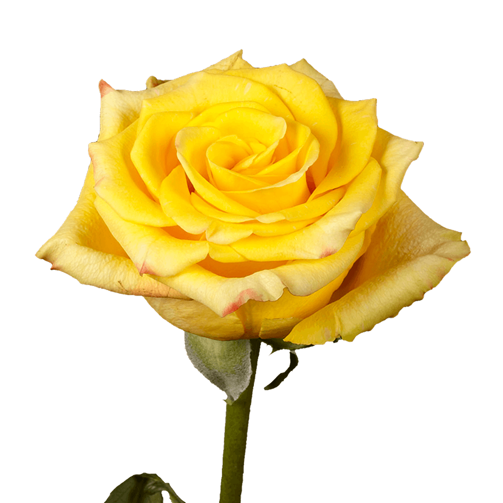 Qty of High & Yellow Roses For Delivery to Gaffney, South_Carolina