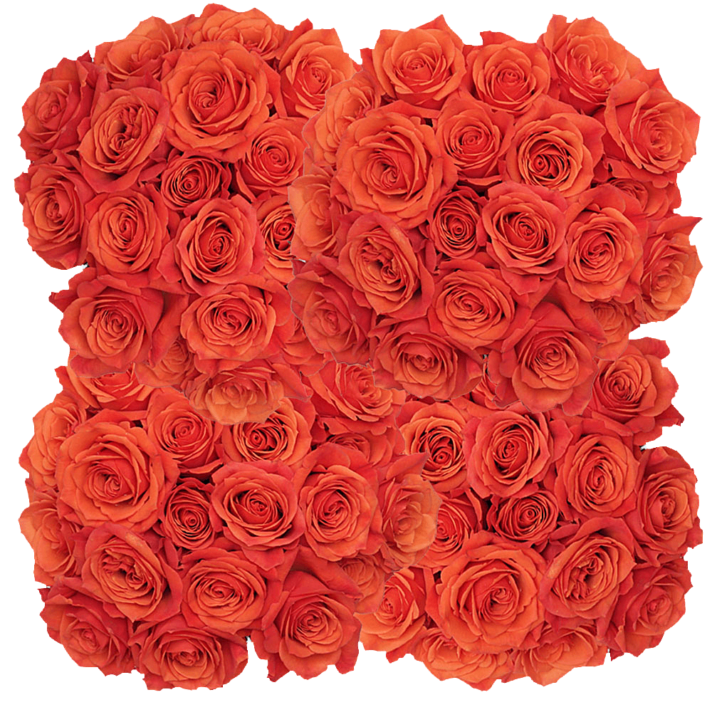 Hilux Orange Rose Discount Prices Online