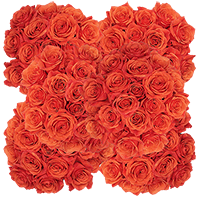 (HB) Rose Sht Hilux Orange 10 Bunches For Delivery to Indiana