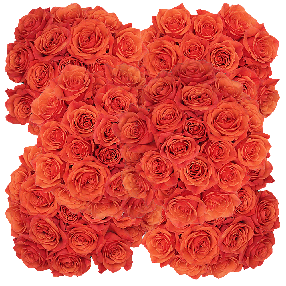 Hilux Orange Rose Flowers For Sale