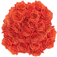 (QB) Rose Med Hilux Orange For Delivery to South_Carolina