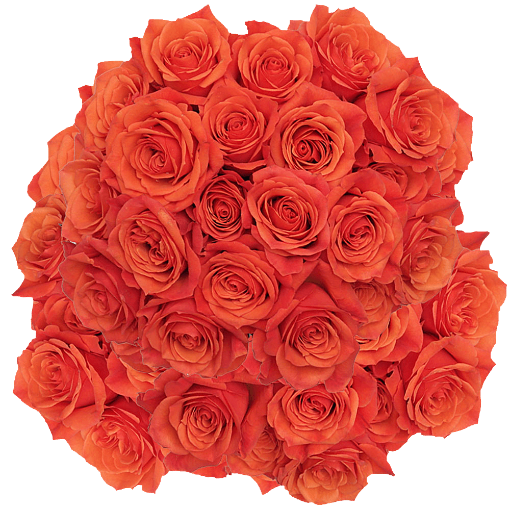 Hilux Orange Rose For Sale Online