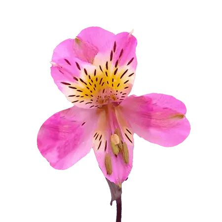 HOTPINK