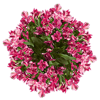 Qty of Hot Pink Alstroemeria Flowers For Delivery to Saginaw, Michigan