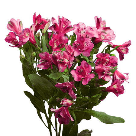 (OC) Alstroemeria Sel Hot Pink 6 Bunches For Delivery to Tennessee