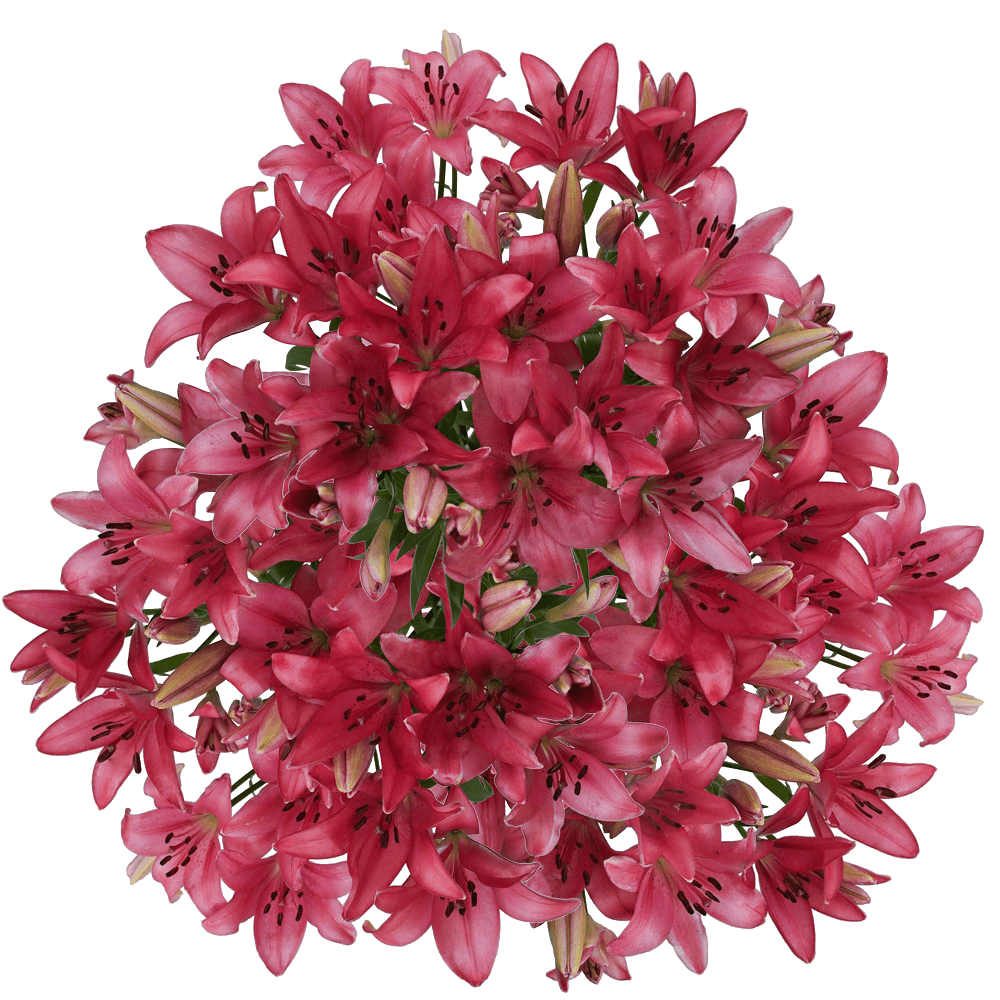 Hot Pink Asiatic Lilies Cut Flowers Wholesale
