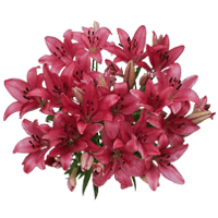 (OC) Asiatic Lilies Hot Pink 2 Bunches For Delivery to East_Amherst, New_York