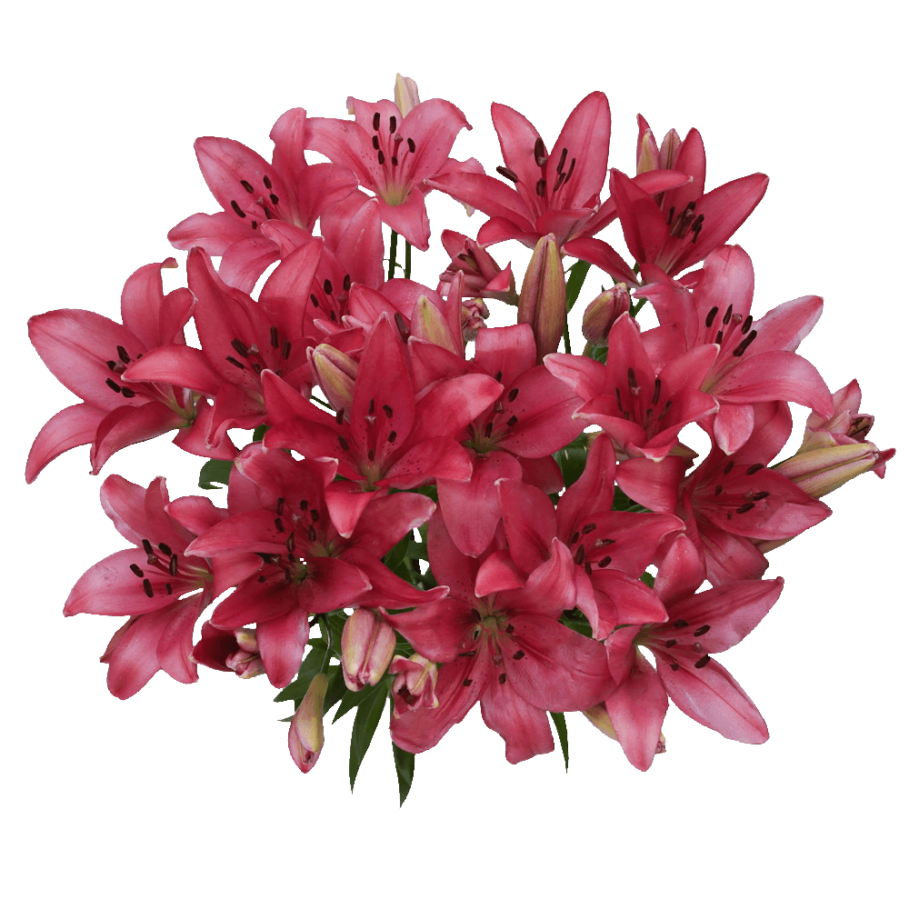 Hot Pink Asiatic Lilies Free Flower Delivery