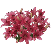 Qty of Hot Pink Asiatic Lilies For Delivery to Maryland