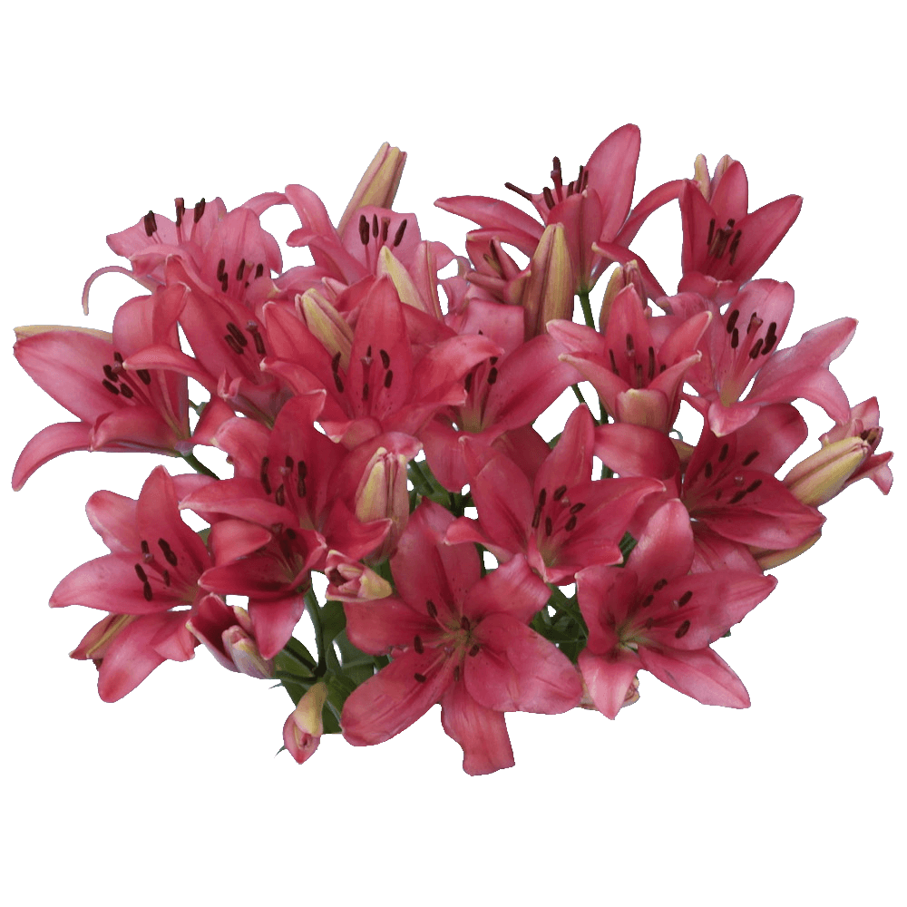 Hot Pink Asiatic Lilies Online Sale