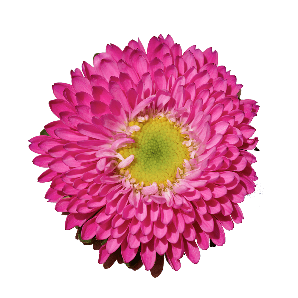 Qty of Hot Pink Aster Matsumoto For Delivery to Edison, New_Jersey