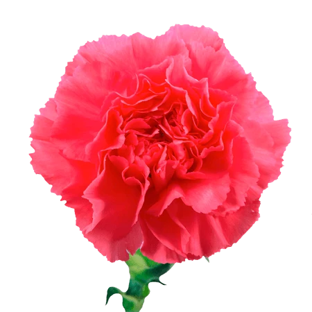 CARN-HOTPINK