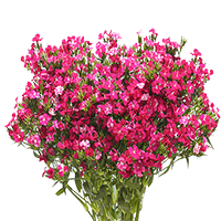(OC) Hot Pink Dianthus 30 Stems For Delivery to Normal, Illinois