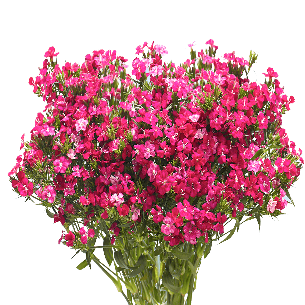 Hot Pink Dianthus Flowers Delivery