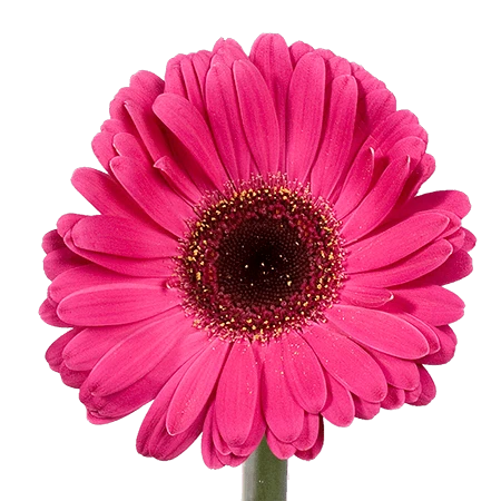 HOTPINK