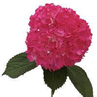 Pink Hydrangeas Qty For Delivery to Nevada