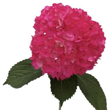 hot-pink