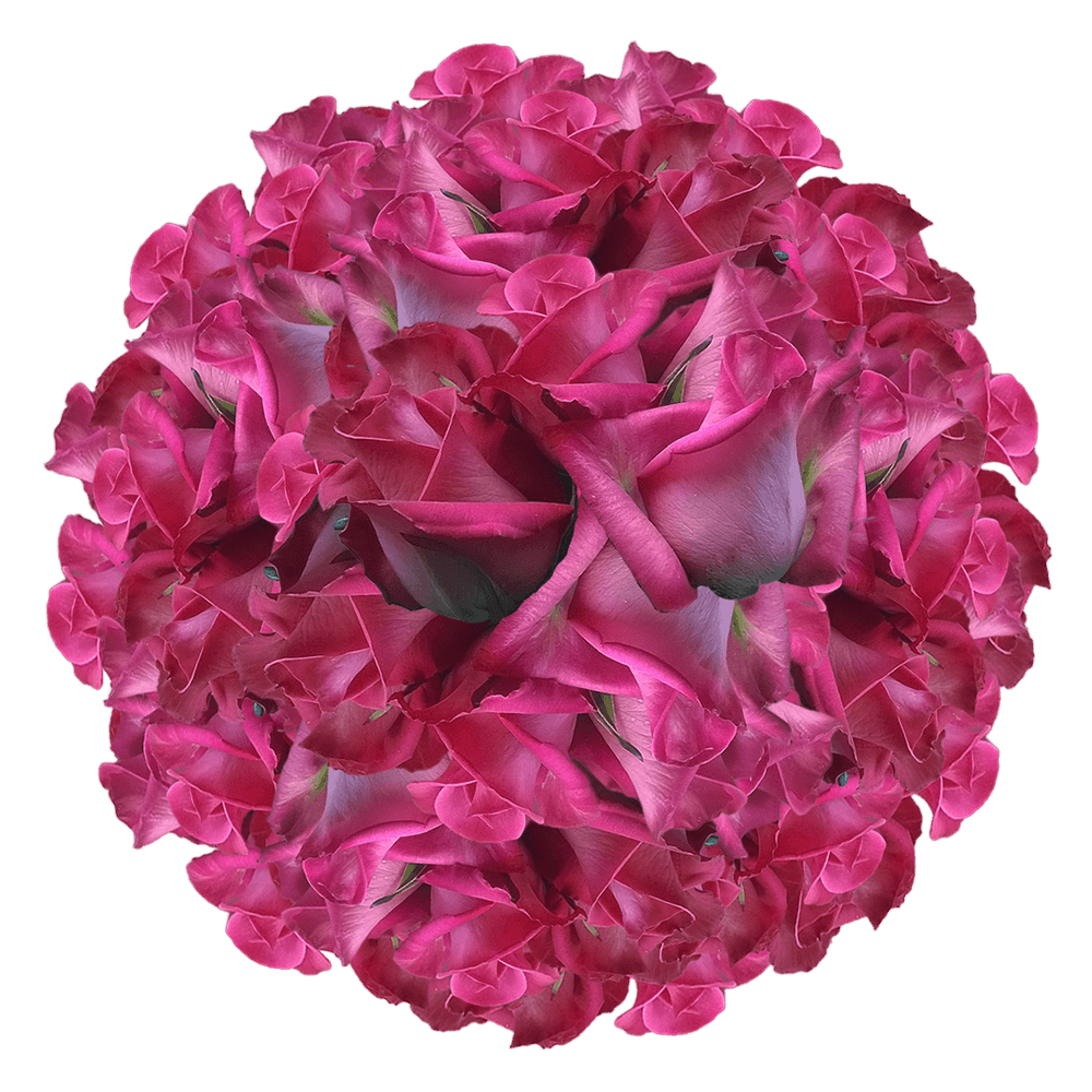 Hot Pink Long Stem Roses Wholesale Florists Best Deal on Roses
