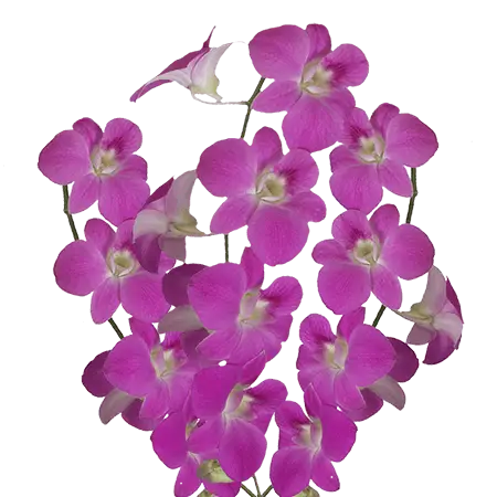 Lilac-Lisa