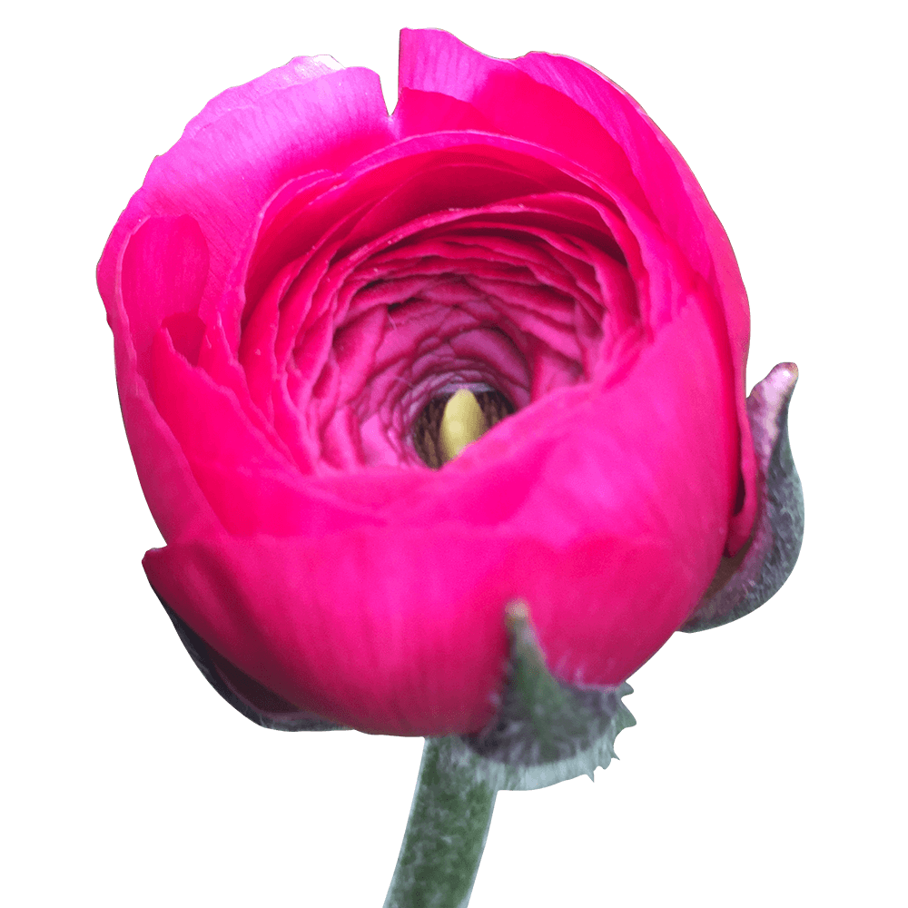 Hot Pink Ranunculus Bulbs Wholesale Delivery