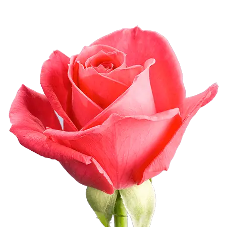 hot-pink