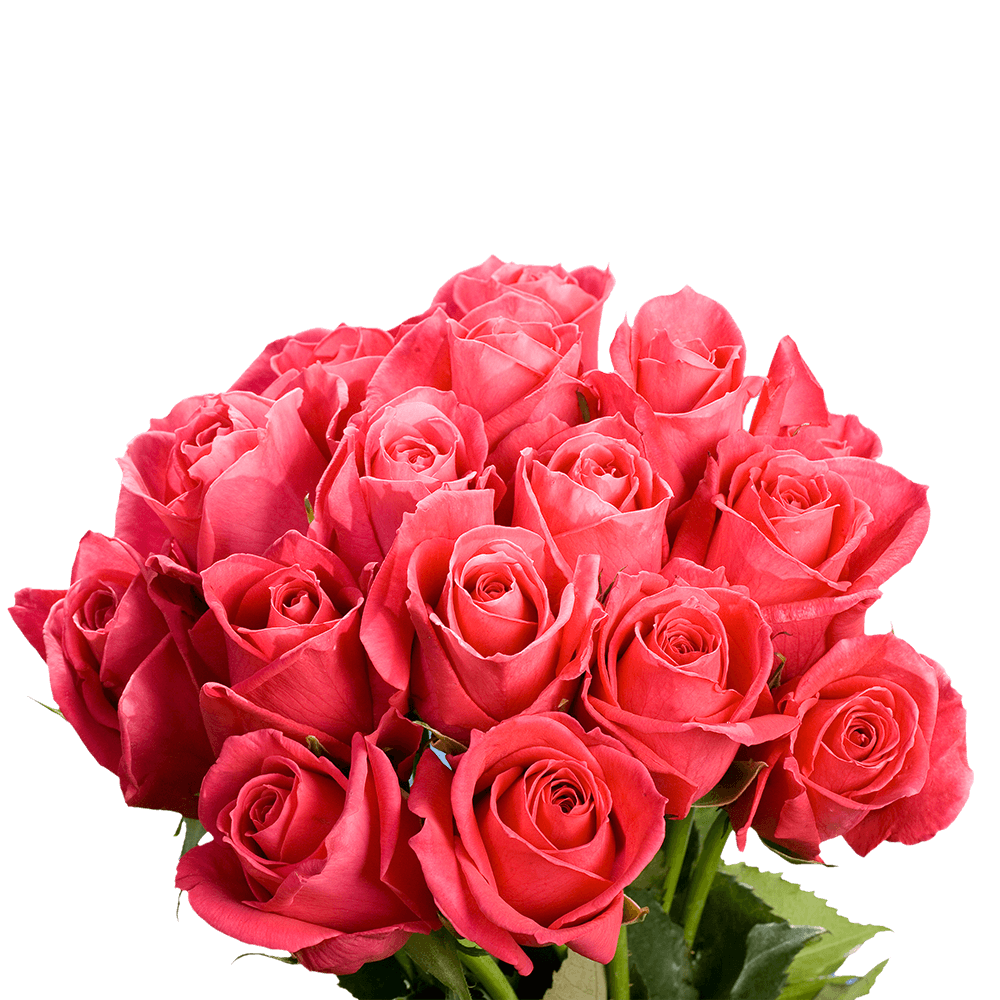 Hot Pink Roses Delivery