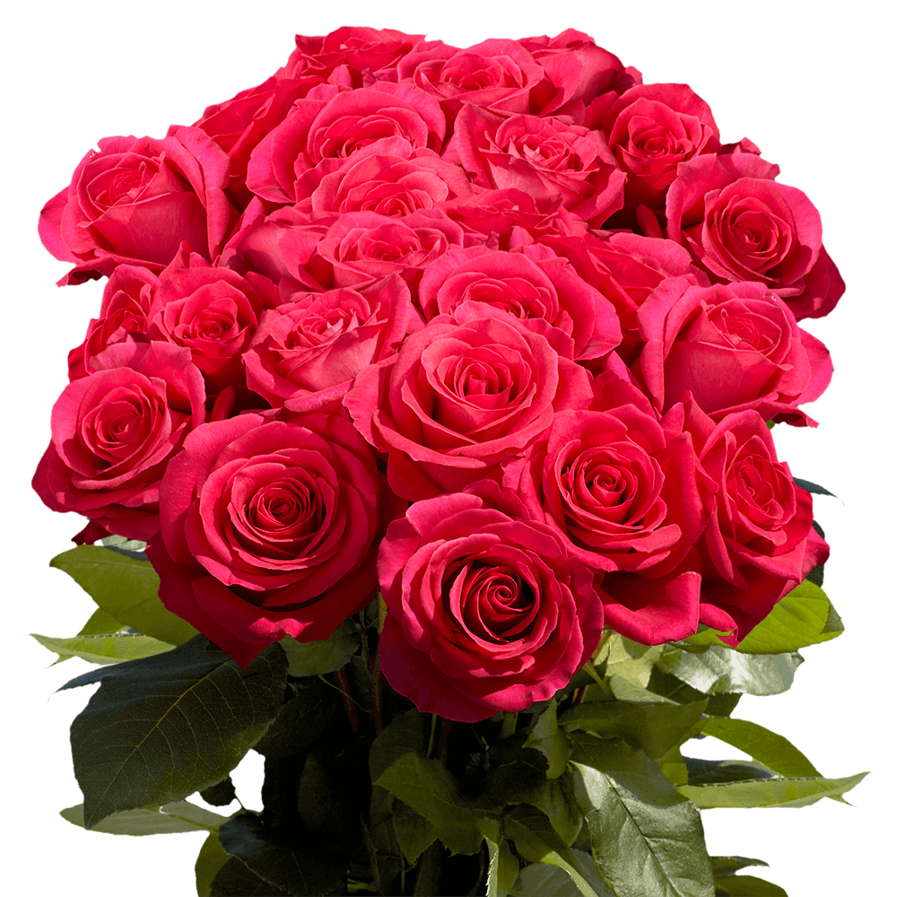 Hot Pink Roses Florist