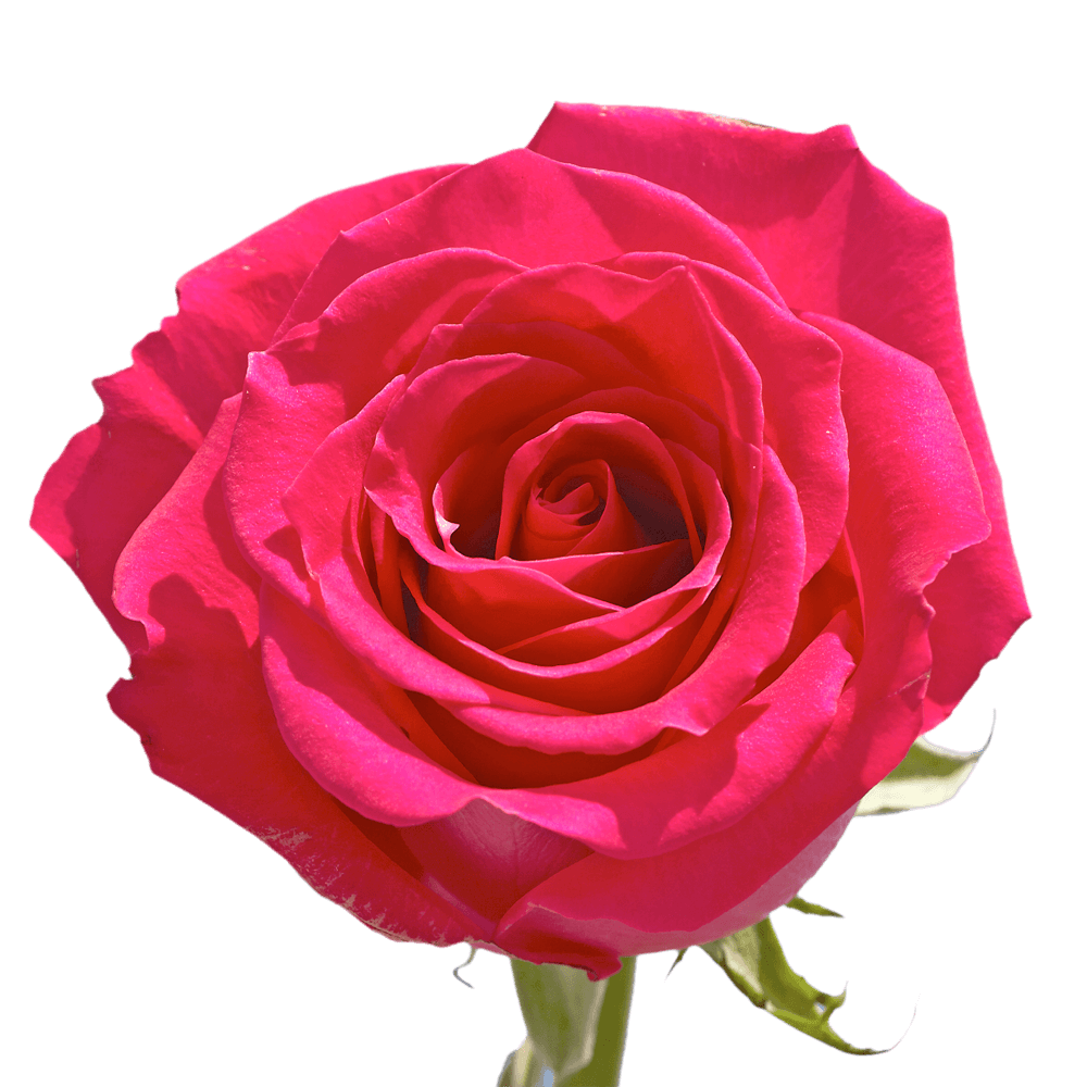 Hot Pink Roses Flowers Delivery