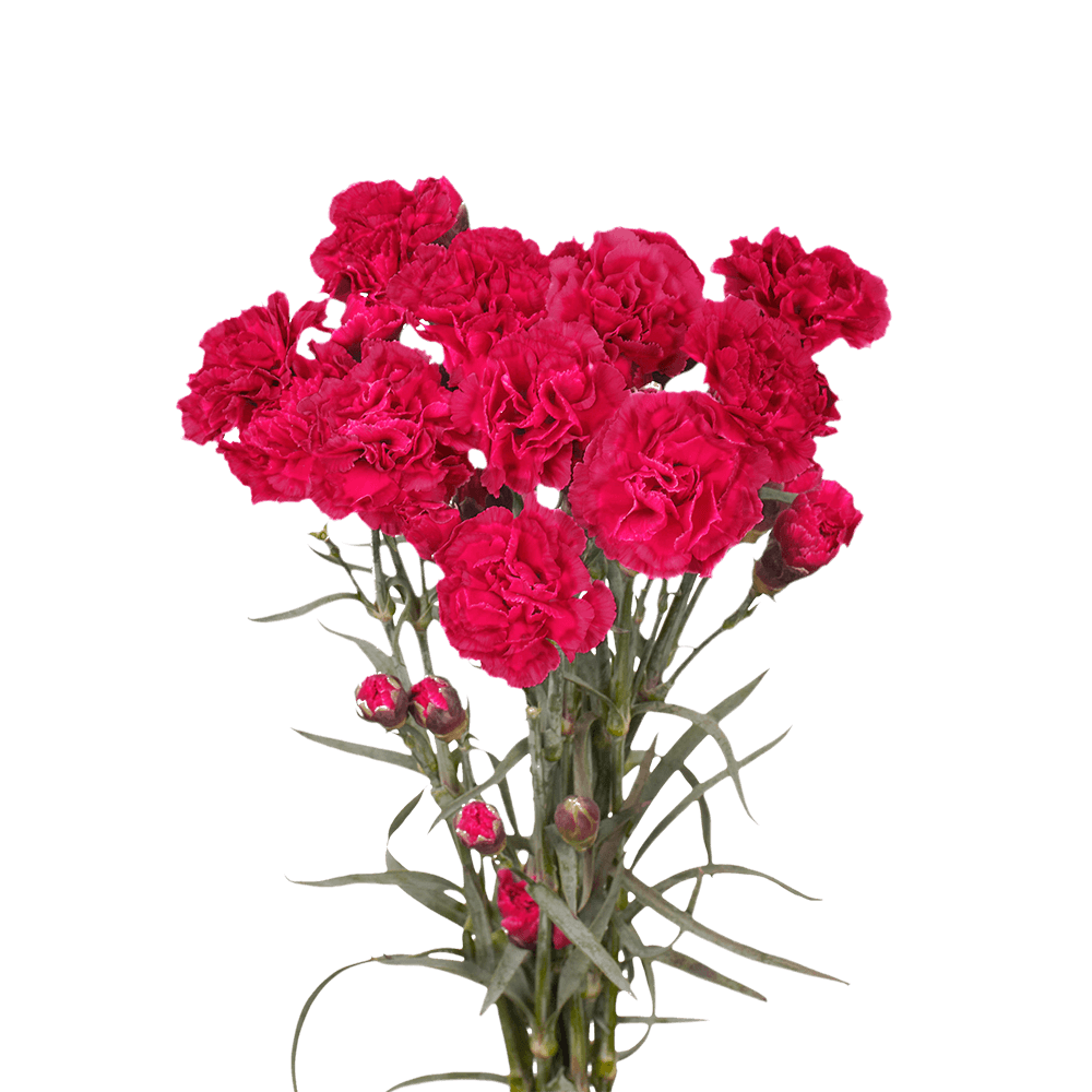 Carnation - Hot Pink