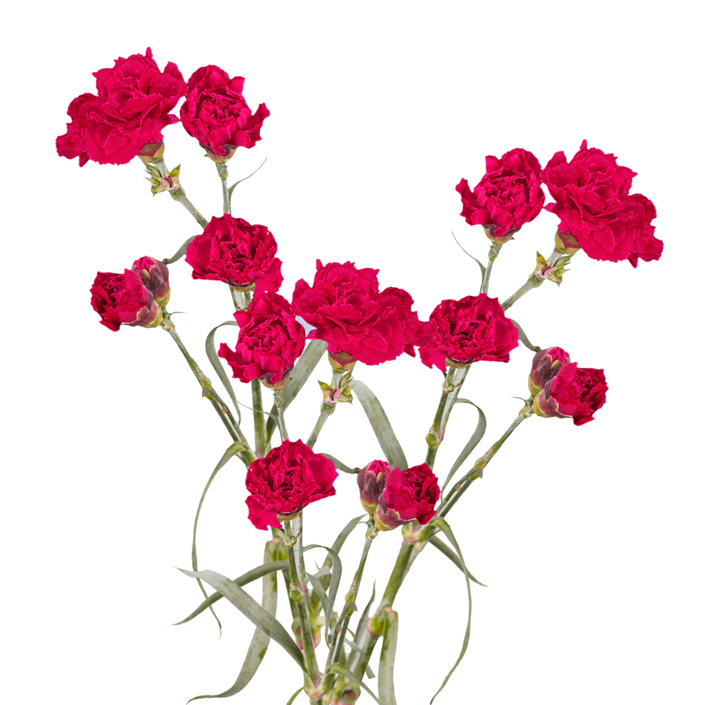 Hot Pink Spray Carnations Gorgeous