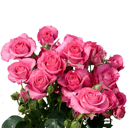 SRS-HOTPINK
