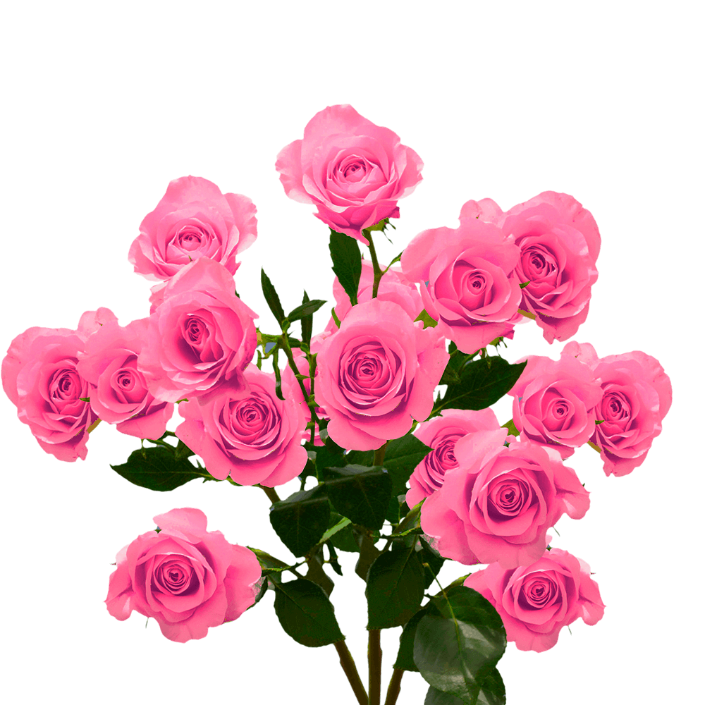 Hot Pink Spray Roses