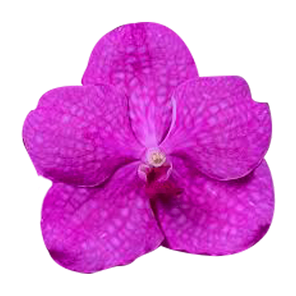 Hot Pink Vanda Orchids Discount Prices Online