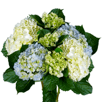 Qty of Hydrangea Flowers For Delivery to Cranberry_Twp, Pennsylvania