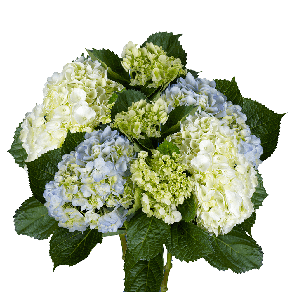 Qty of Hydrangea Flowers For Delivery to Park_City, Utah