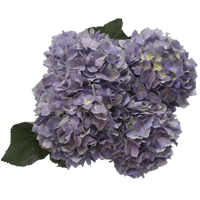 Lavender Hydrangeas 10 (OC) For Delivery to Clifton_Park, New_York