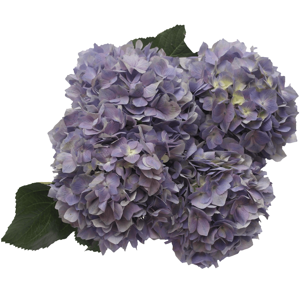Hydrangea Lavender Flowers Low Cost