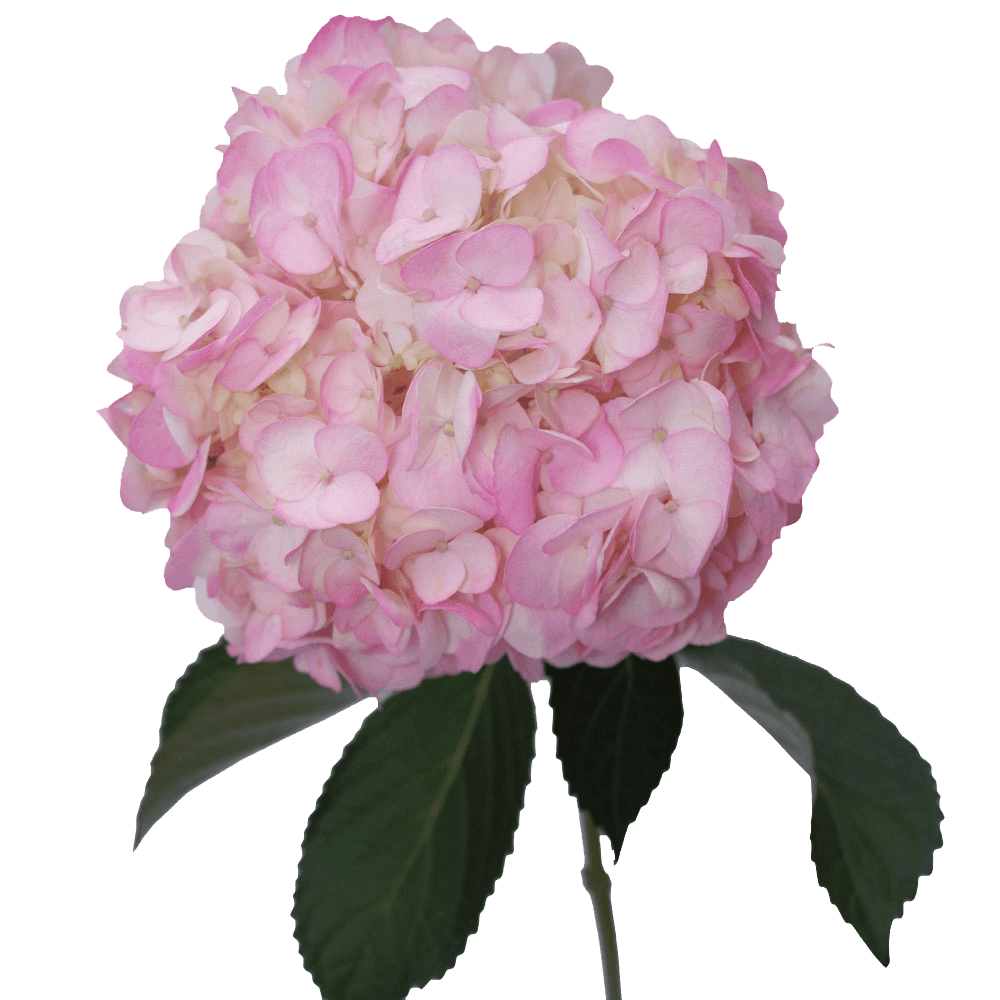 Light Pink Hydrangeas Qty For Delivery to Faqs.Html, Utah