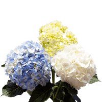 (OC) Hydrangeas Assorted For Delivery to Virginia
