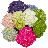 Your Choice Hydrangeas 20 (OC) For Delivery to California