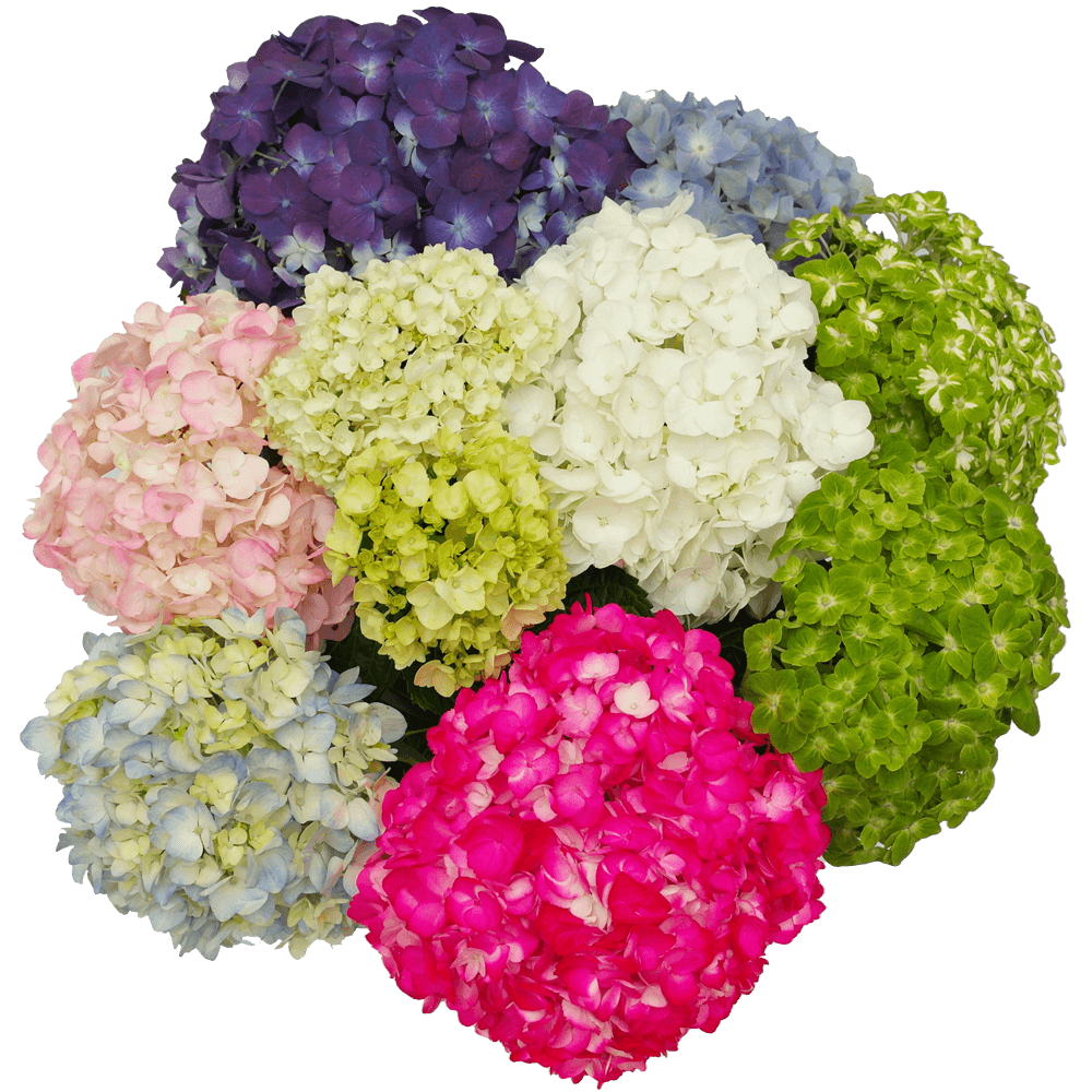 Hydrangeas Flowers For Sale Order Online