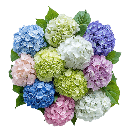 10 Hydrangea Flowers of Your Choice of Colors