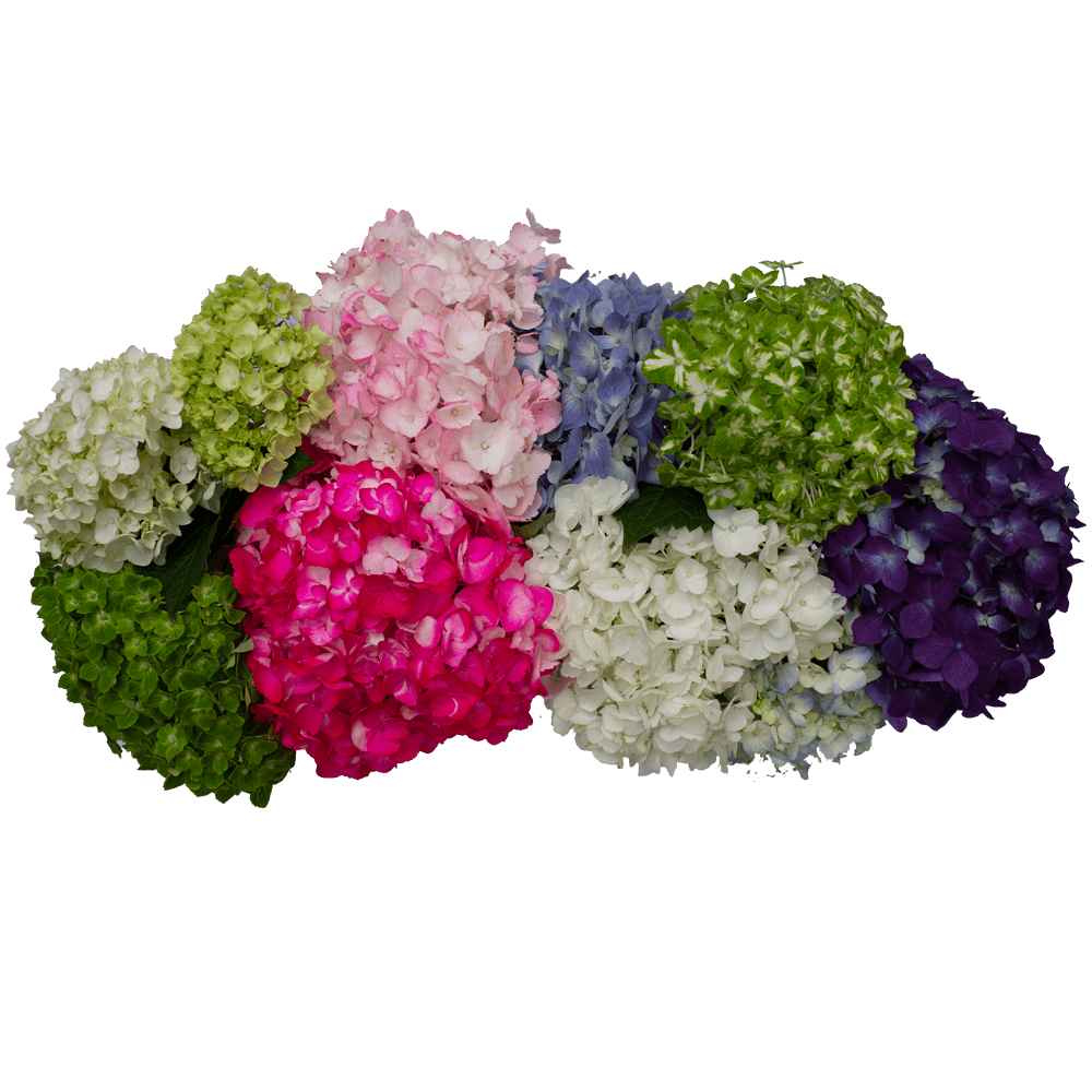 Hydrangeas For Sale Beautiful Fresh Flowers Online