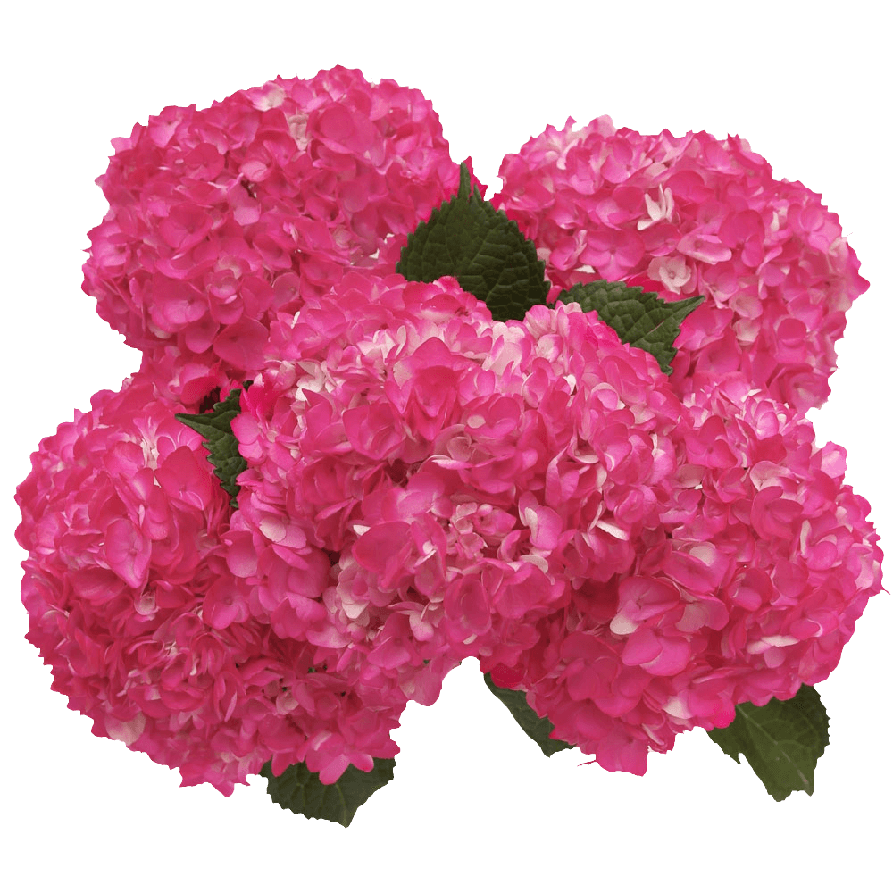 Hydrangeas For Sale  Hot Pink Flowers Online