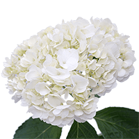 (HB) Hydrangeas Jumbo White For Delivery to South_Dakota