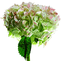 (HB) Hydrangeas Jumbo Green Antique For Delivery to Long_Island_City, New_York